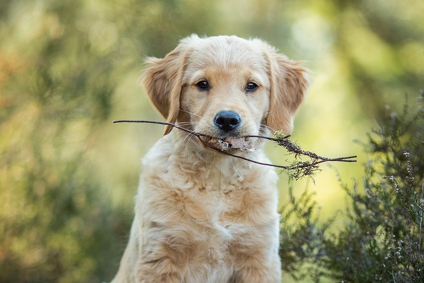 éducateur canin dijon