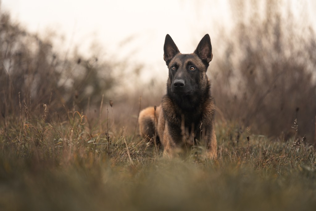 Educatrice canin dijon