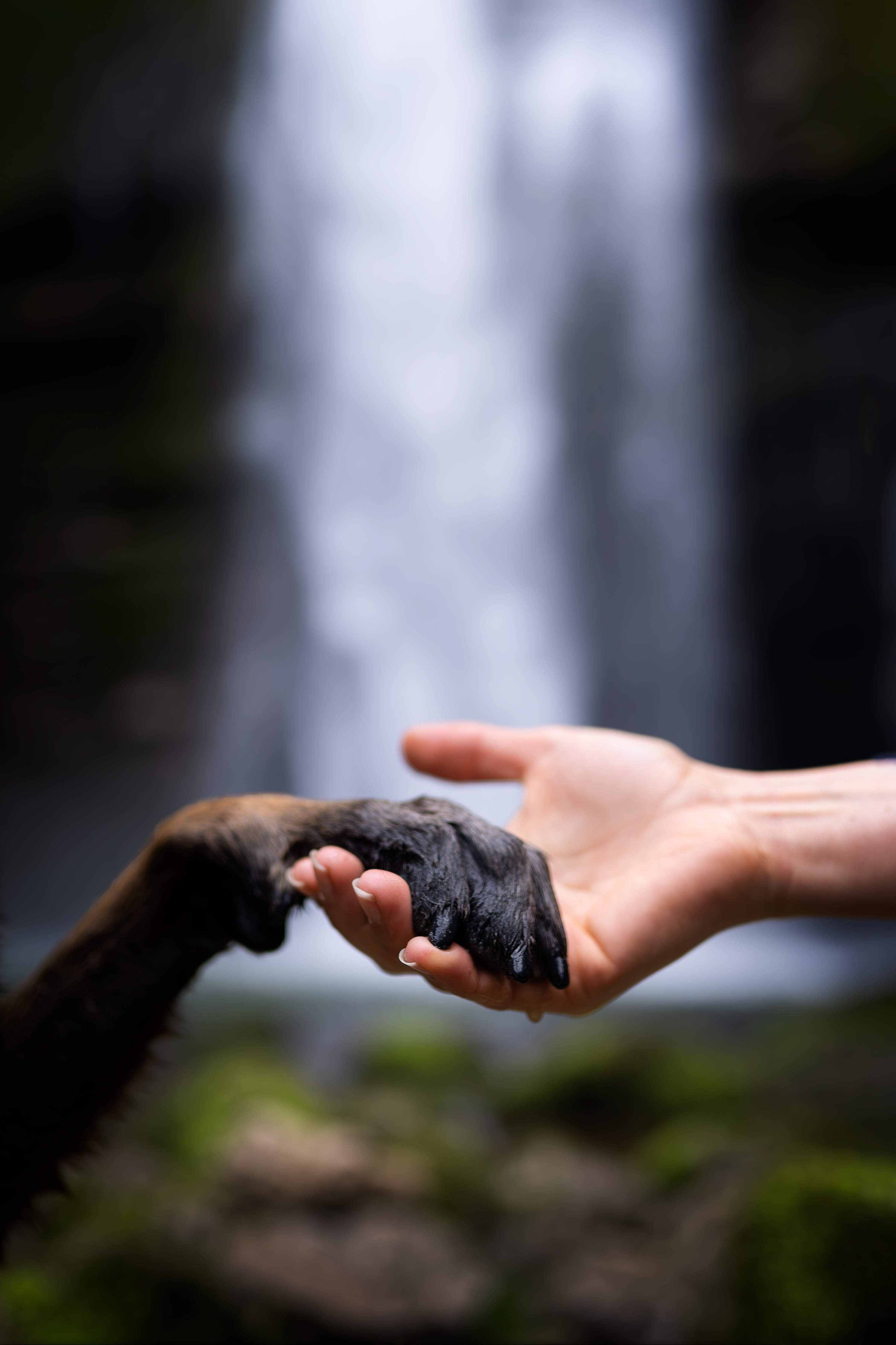 éducateur canin dijon
