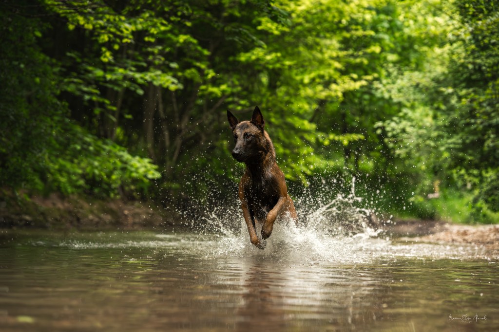où promener son chien à dijon