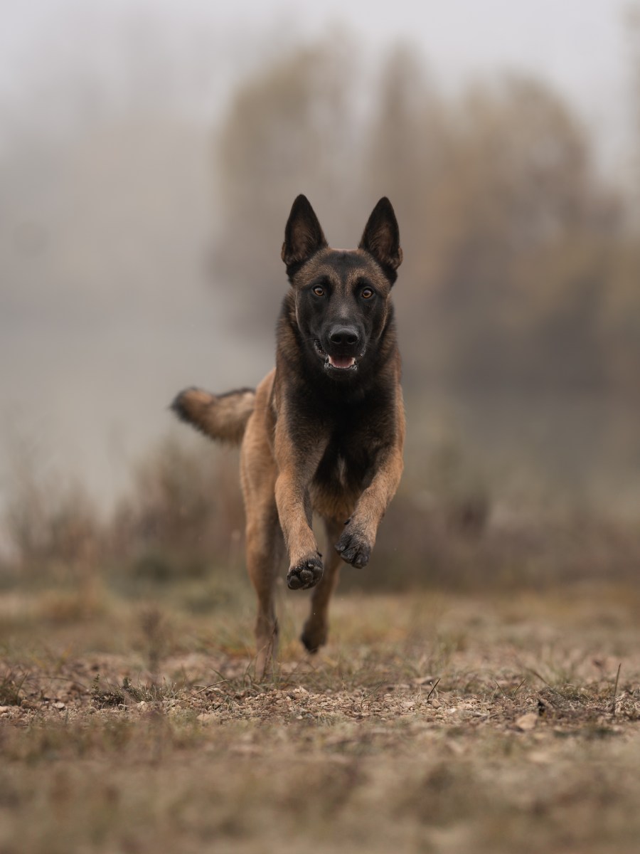 Ouverture de la chasse à Dijon : un peu de sécurité pour les&nbsp;balades