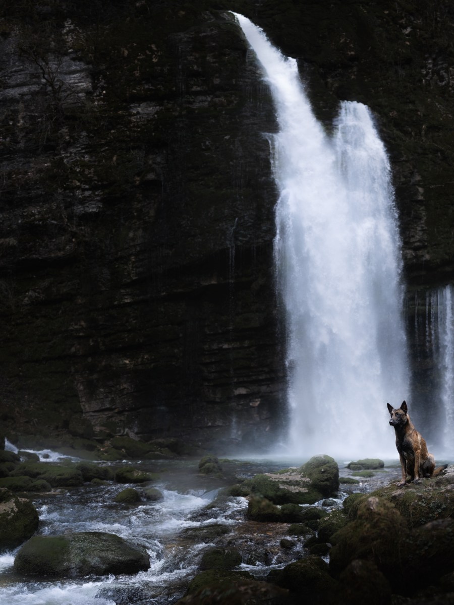 Podcasts sur l&rsquo;univers&nbsp;canin