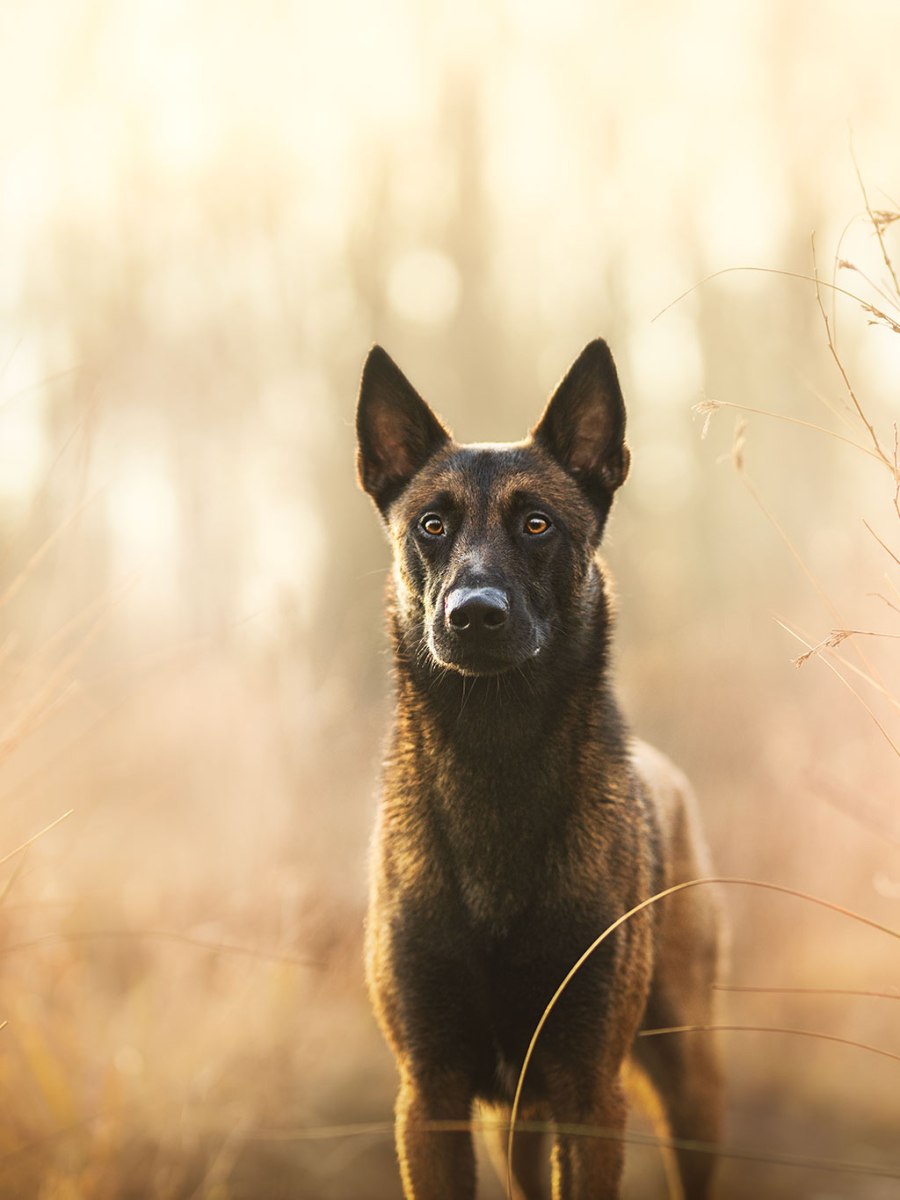 Le saviez-vous ? Les chiens craintifs redoutent souvent davantage les hommes que les&nbsp;femmes