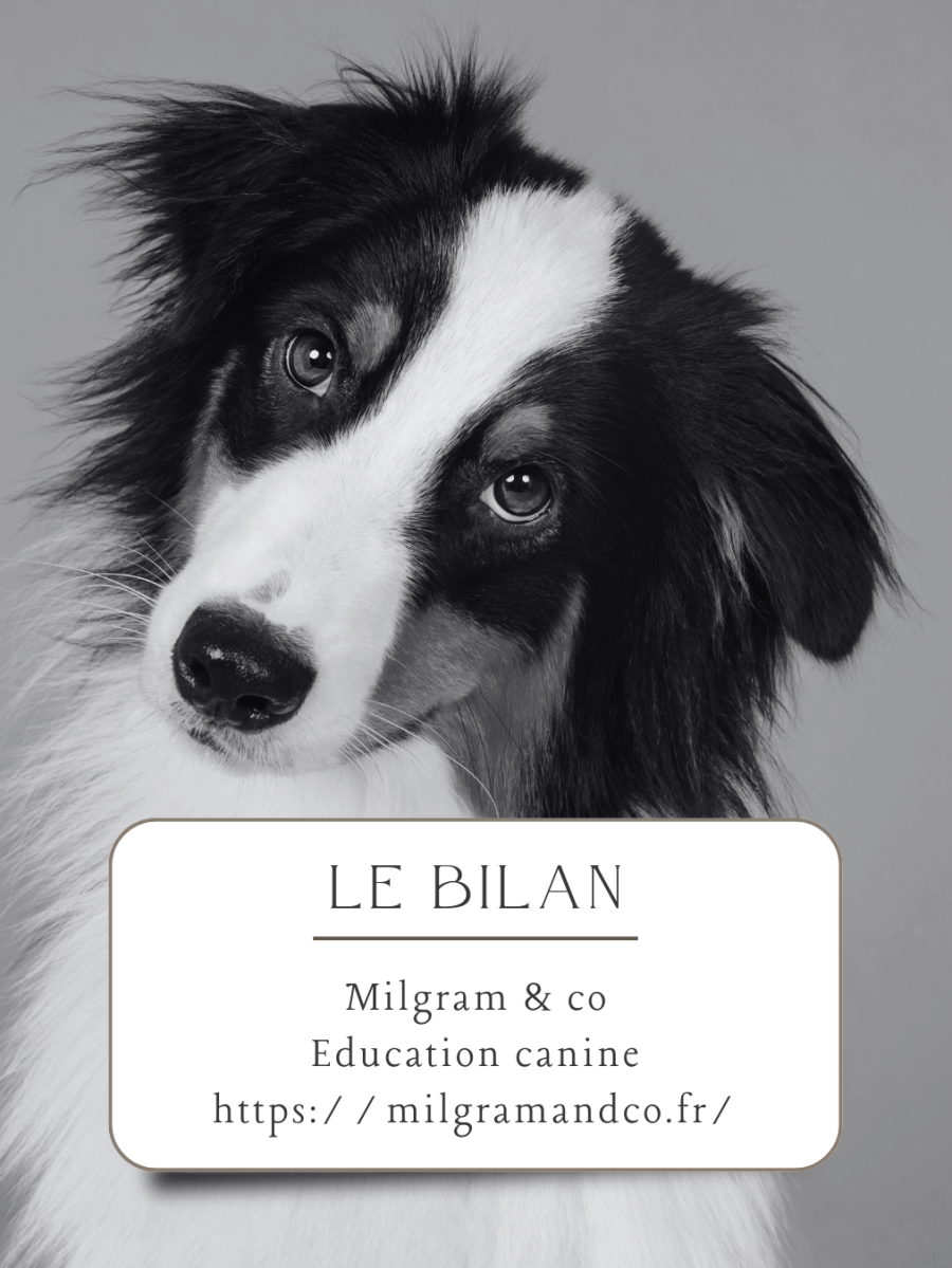 Le bilan comportemental