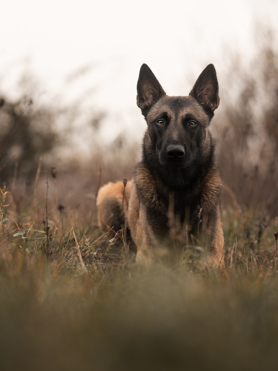 Moi aussi – parfois – mon chien me&nbsp;gonfle