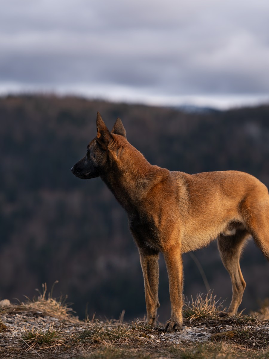 Les signaux d&rsquo;apaisement