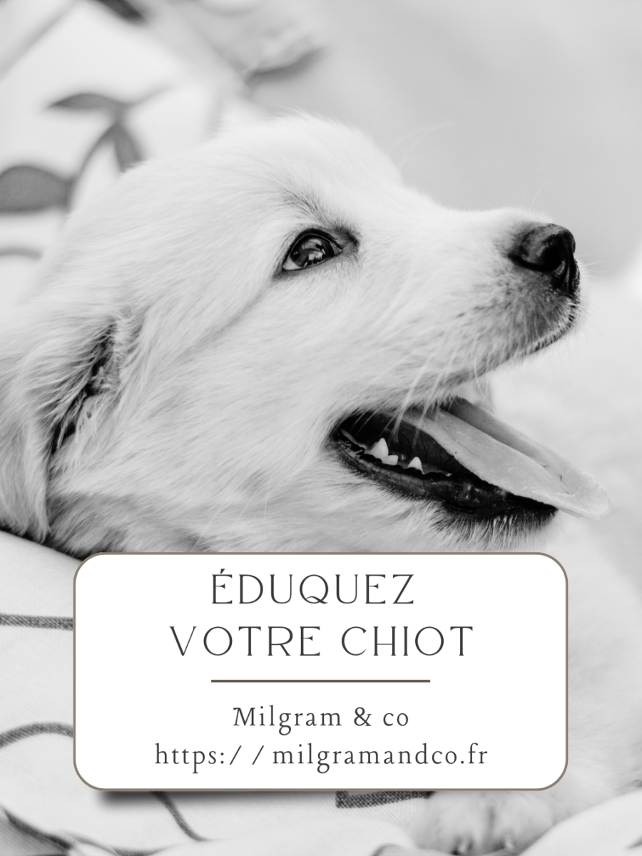 Eduquez votre chiot