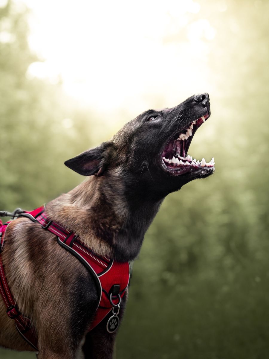 Ce n&rsquo;est pas à votre chien de vous&nbsp;défendre