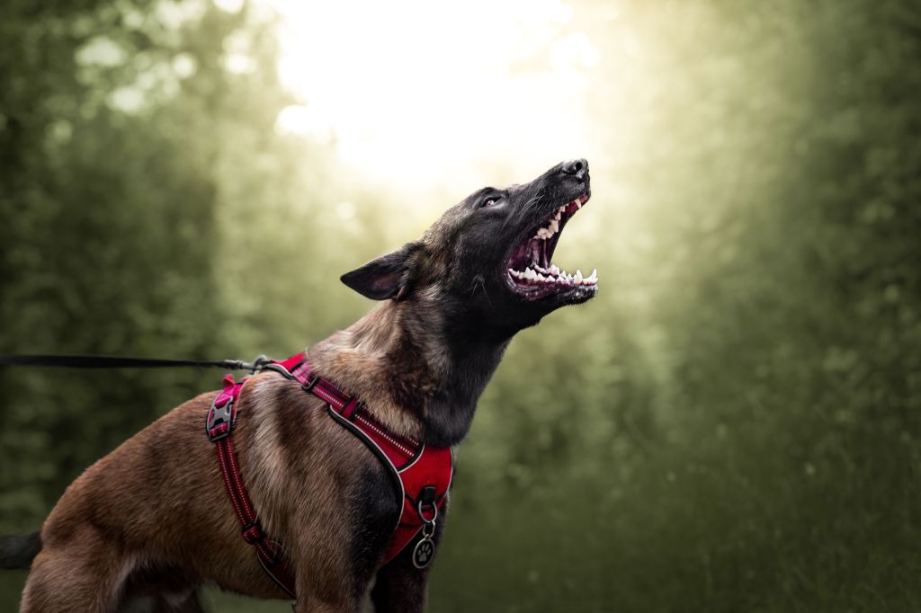 éducateur canin dijon