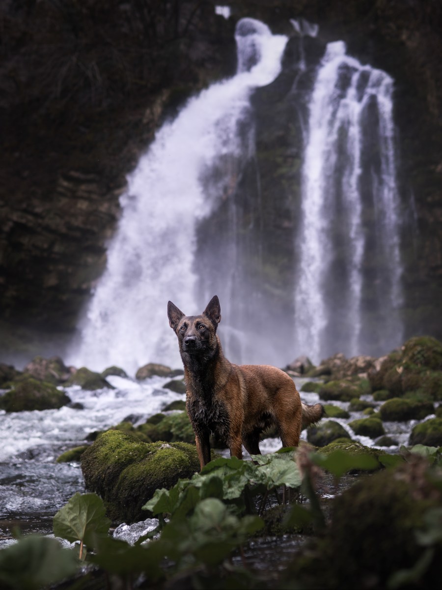 &laquo;&nbsp;Les chiens meurent…