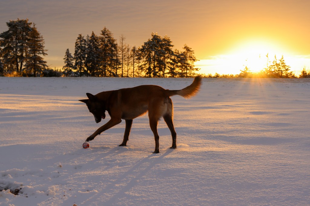 éducateur canin Dijon