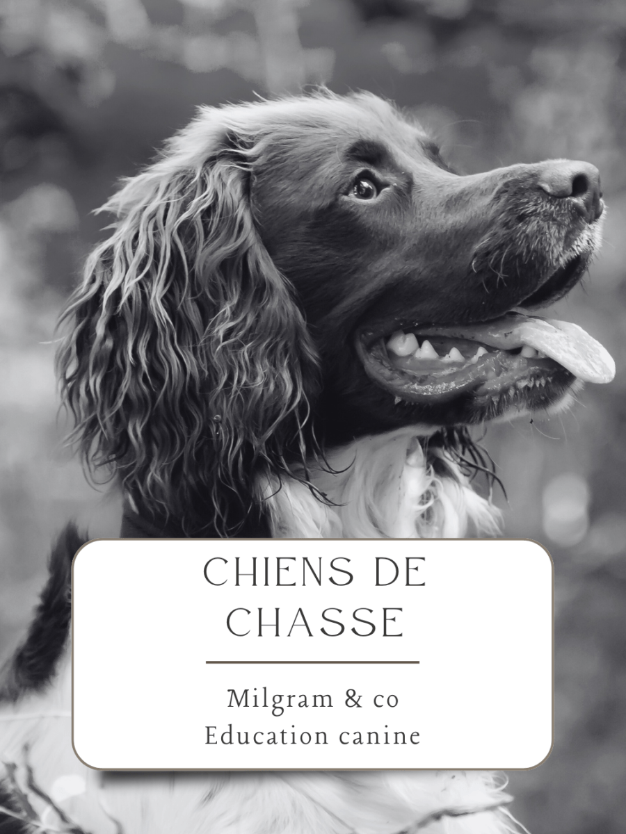 Chiens de chasse