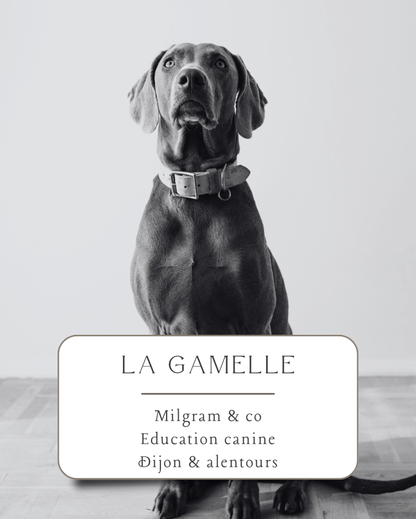 éducateur canin dijon