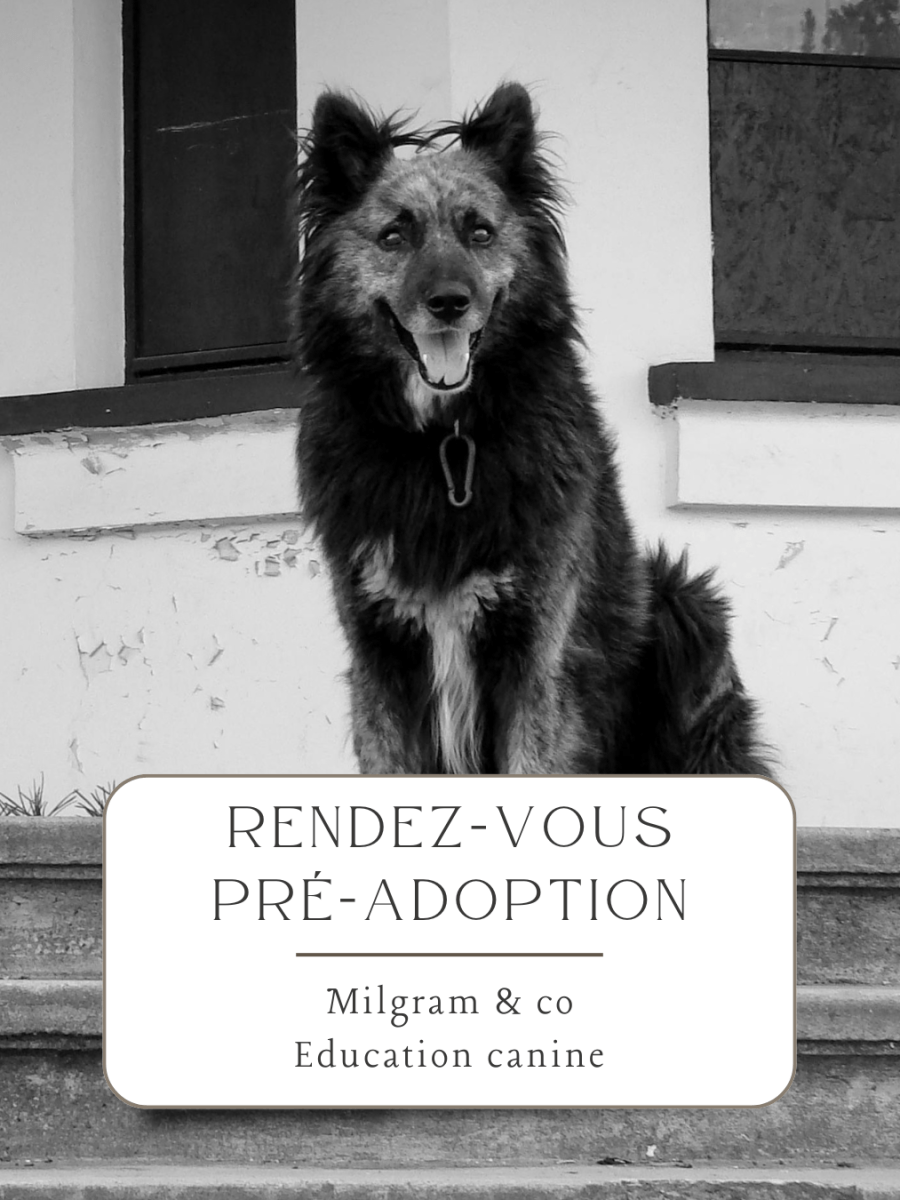 Rendez-vous pré-adoption