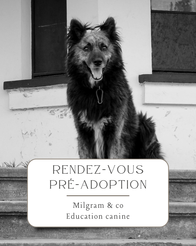 éducateur canin dijon