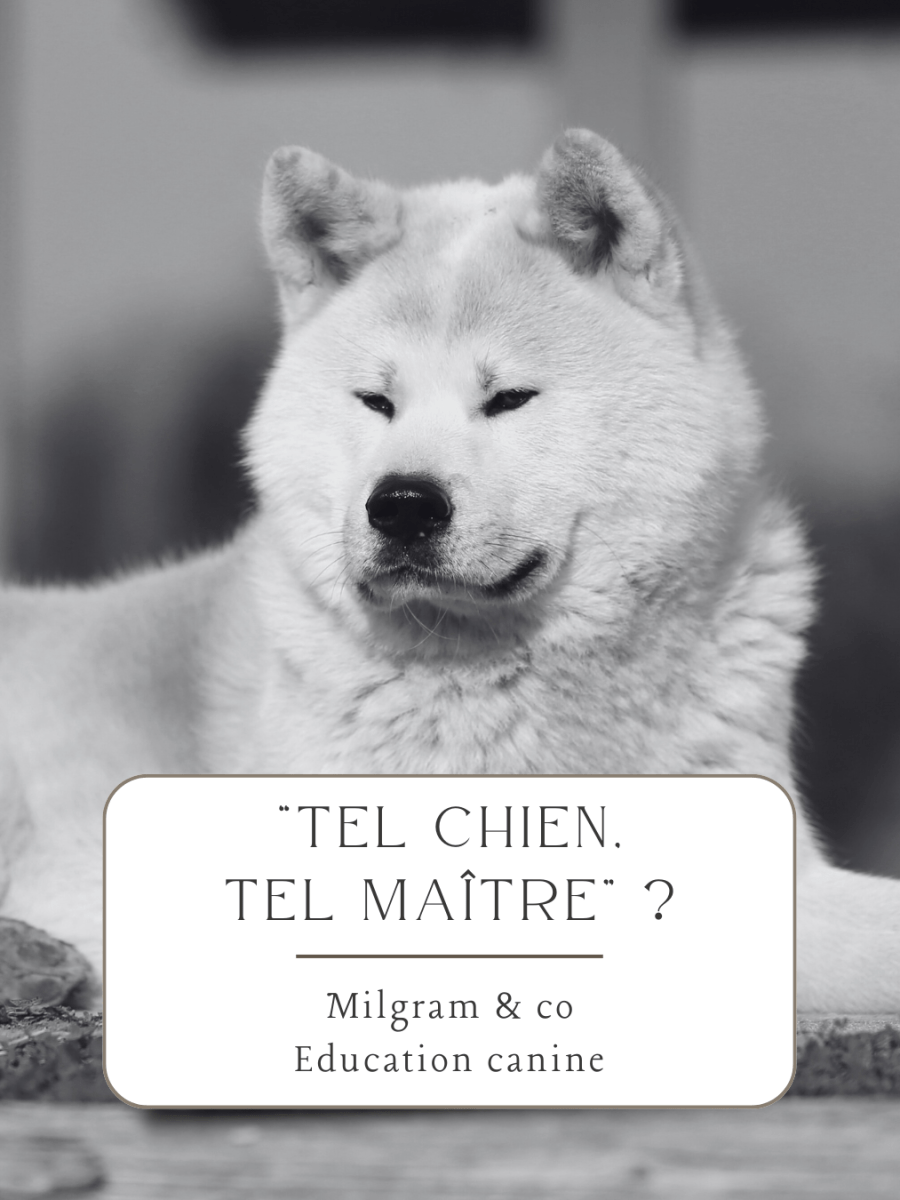 &laquo;&nbsp;Tel chien, tel maître&nbsp;&raquo; ?