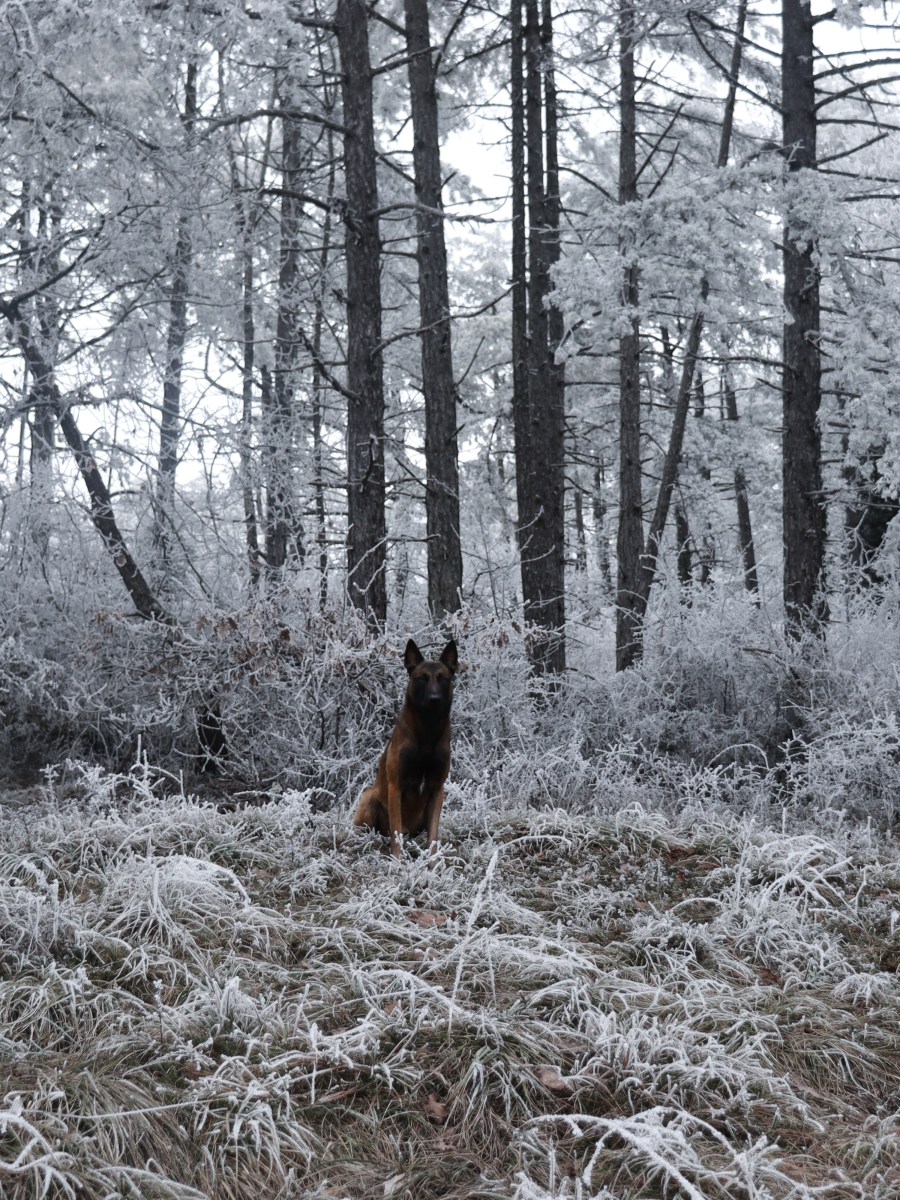 Une pensée pour les chiens de&nbsp;refuge