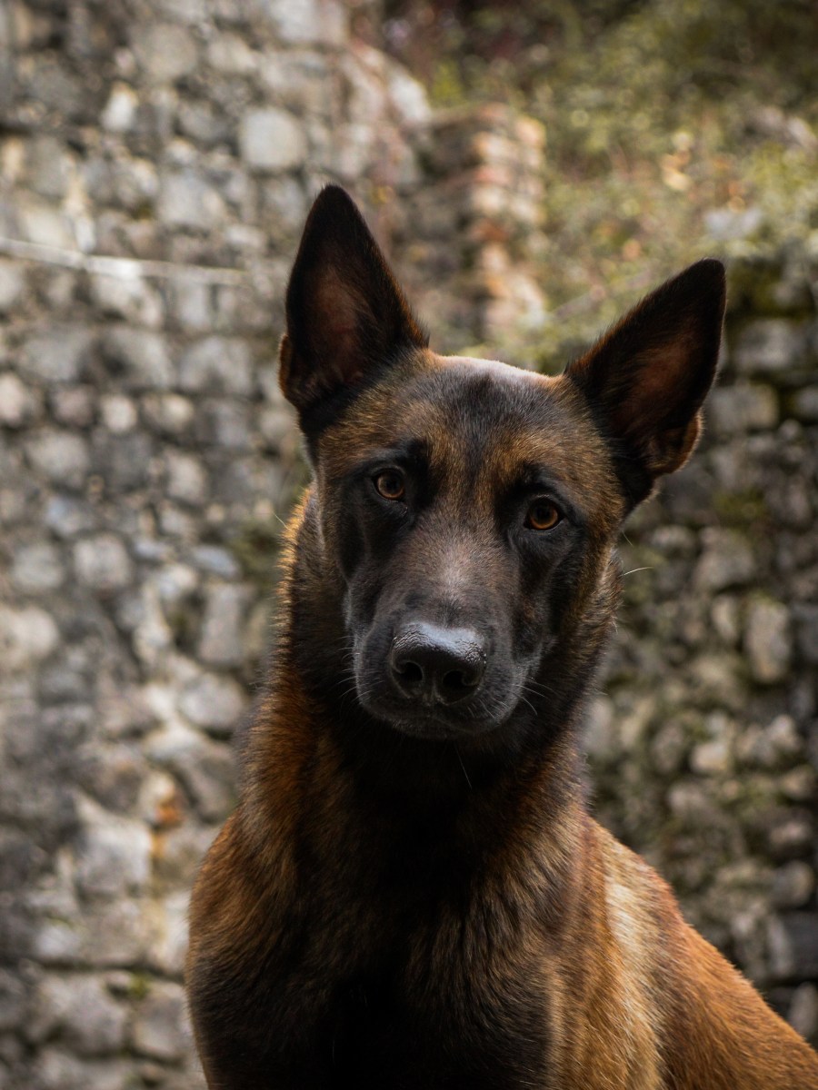 Les cours de détection sont désormais&nbsp;disponibles