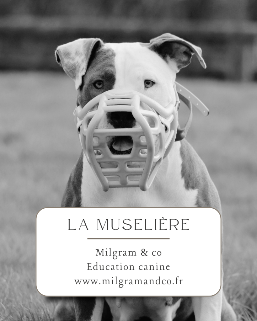 éducatrice canin dijon