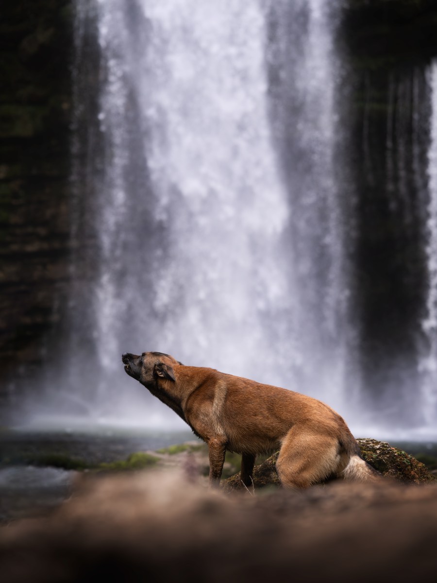 L&rsquo;incivilité canine